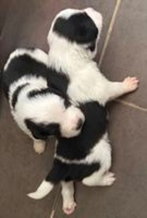   Border collie 