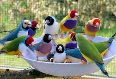 Oiseaux Diamant de gould a thoiry 01 50 01710 Thoiry