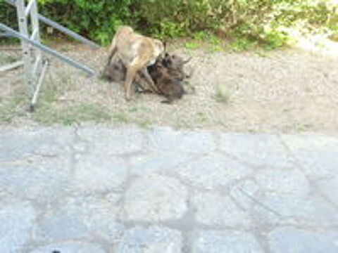   Chiots malinois LOF 