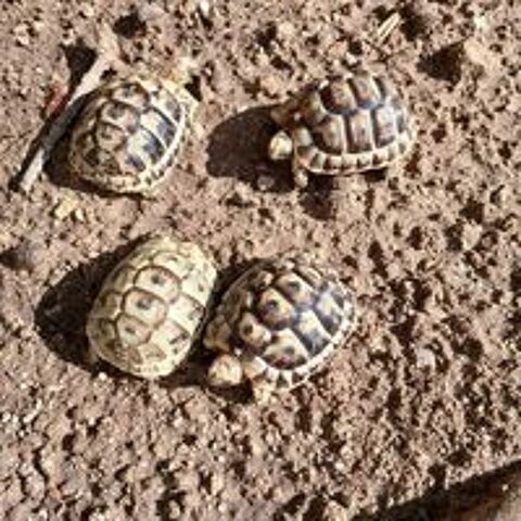   TORTUES GRECQUES  