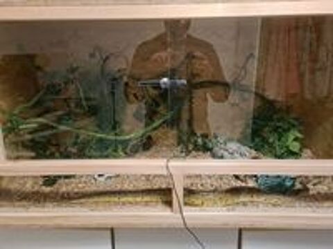   Serpent python royal (regius) 