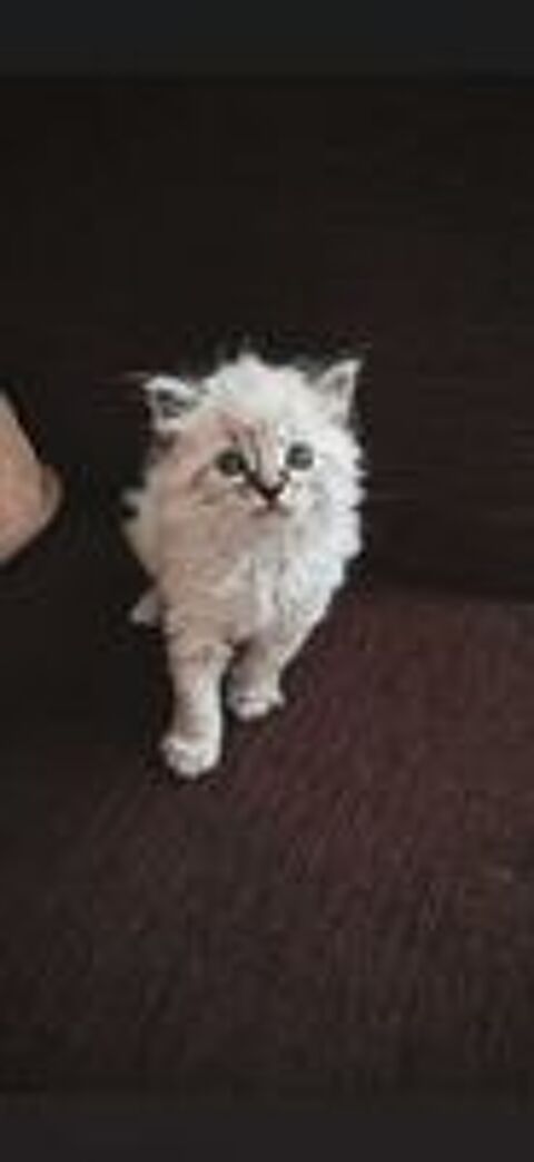   Chaton  Sacré Birmanie croisé 