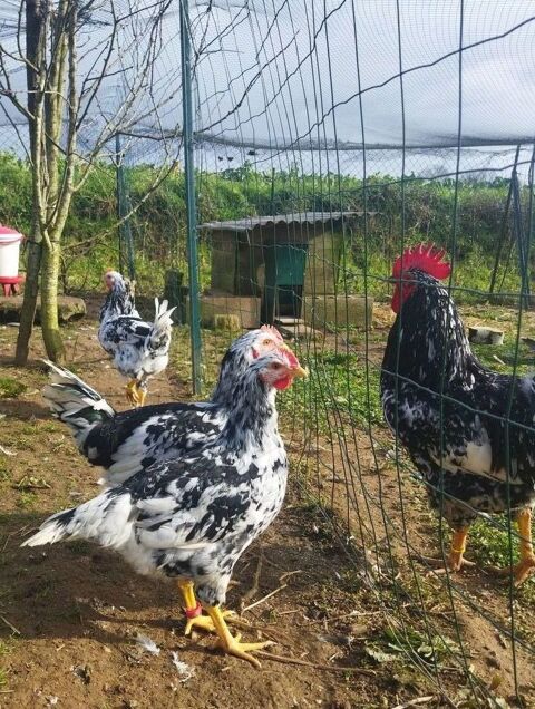 Coqs "poule des Asturies", chair ou reproduction. 12 29670 Henvic