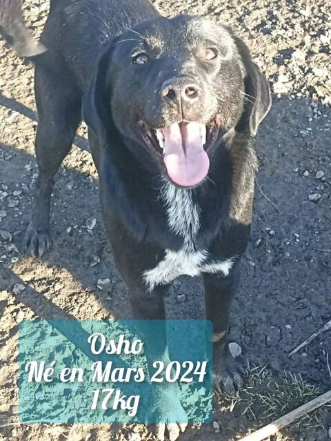 OSHO SE TROUVE DANS UN REFUGE EN ROUMANIE URGENCE ADOPTION 0 75018 Paris