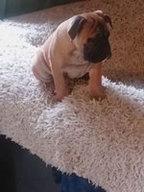   Un magnifique m�le bulldog continental  