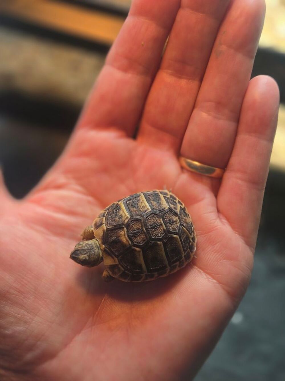   3 bébés tortue herman nais en jardin 77 