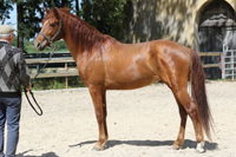   POULAIN OC COMPETITION LOISIRS 