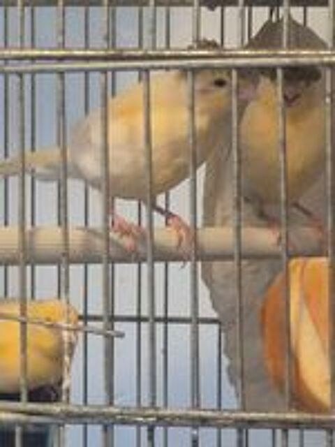   Canari couples et mâles  
