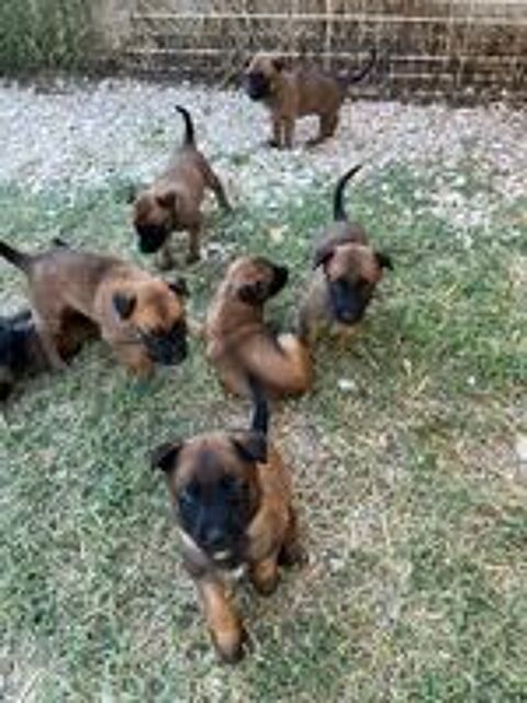   Magnifique portée de Malinois 