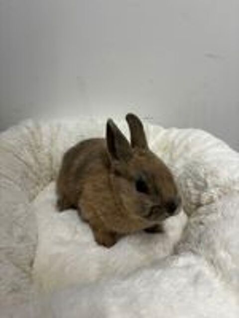   lapin nain 