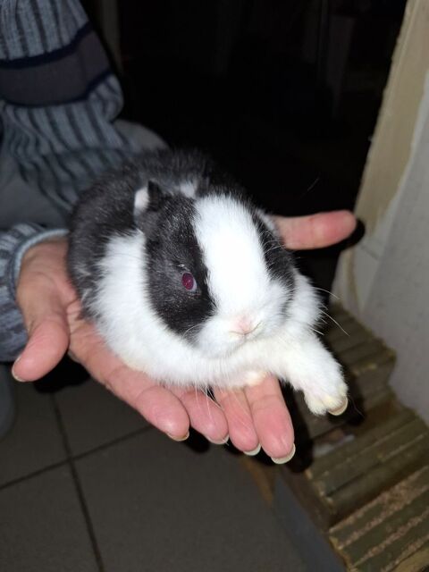 Vent 2 bb lapin noir et blan ces 2 femelle 30 38240 Meylan
