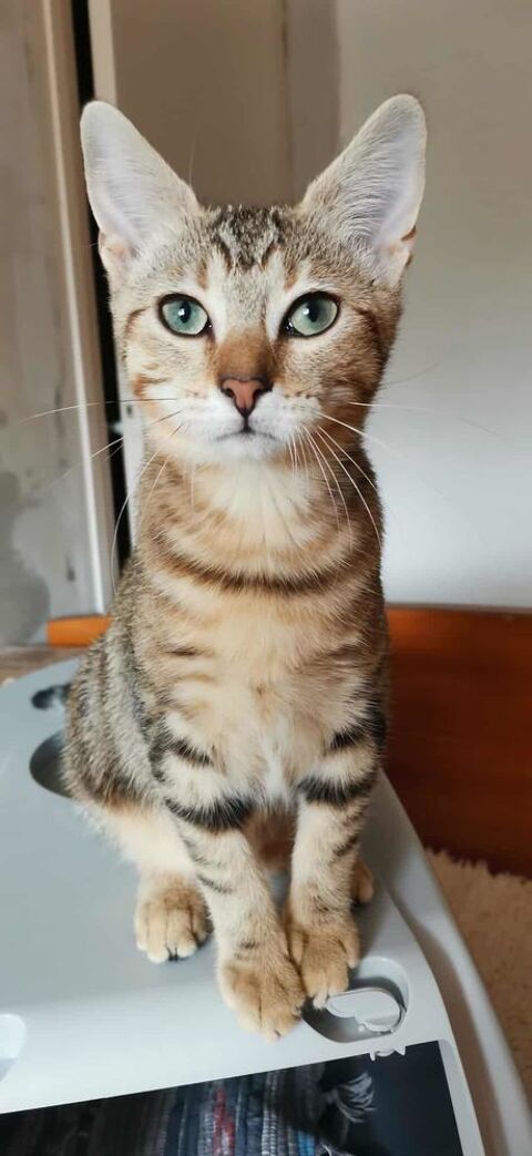 Alya 230 69150 Dcines-charpieu