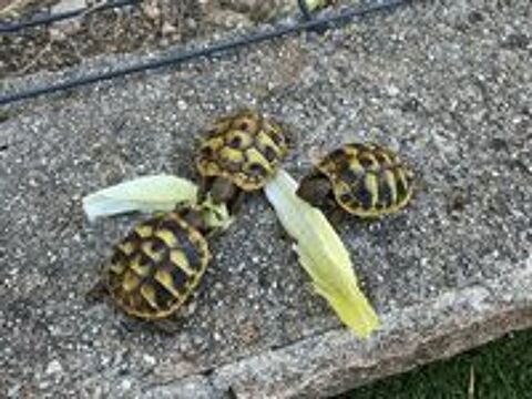   Tortues de terre un an 