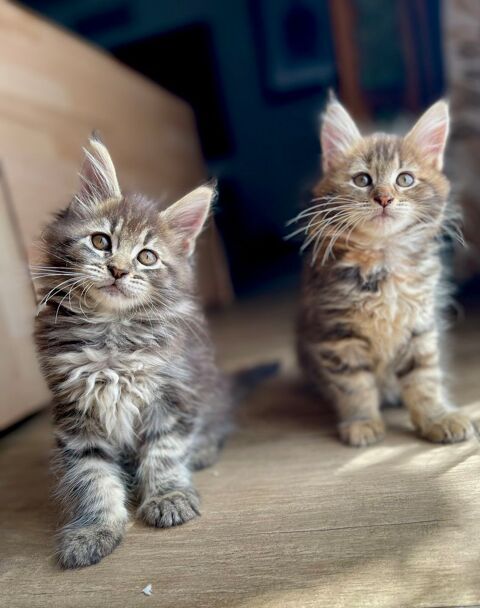 Maine Coon chatons males et femelles dans le nord 1200 59147 Gondecourt