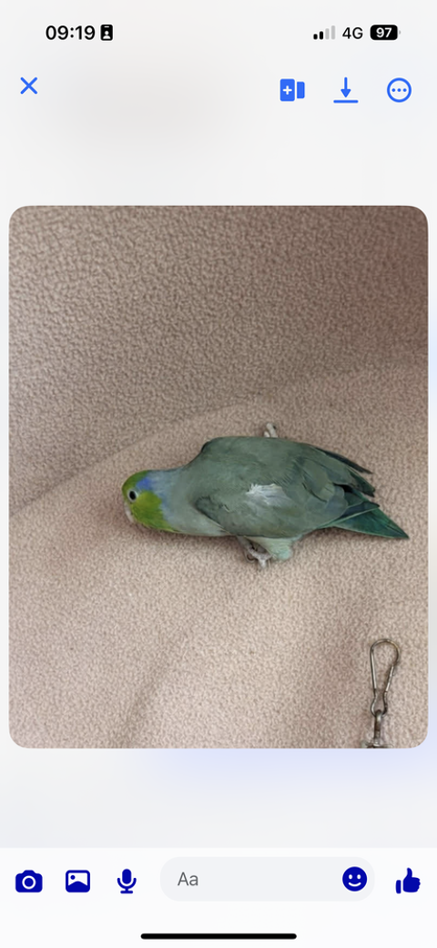 Male toui c&eacute;leste 30 24660 Notre-dame-de-sanilhac