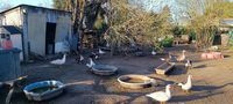   Canard de barbarie 