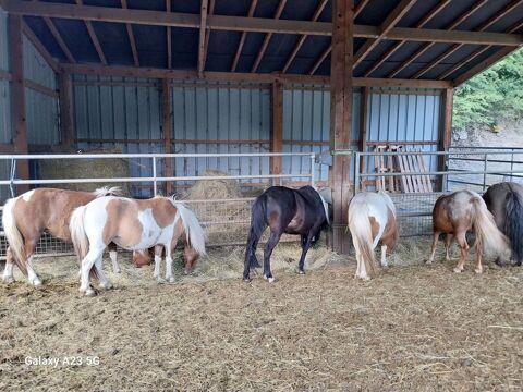 ponettes et poneys 1400 04140 Auzet