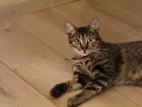   Milo, chat tigré à adopter 