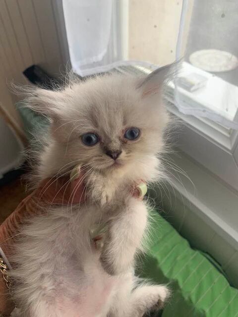 Chatons crois&eacute;s sib&eacute;rien/persan &agrave; r&eacute;server 650 80820 Arrest