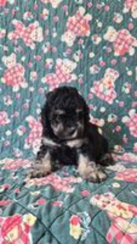   Chiots caniches toys mâle et femelles  