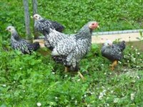   couple de wyandotte 