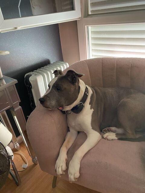 Goliath cherche des adoptants au grand c�ur 50 92700 Colombes