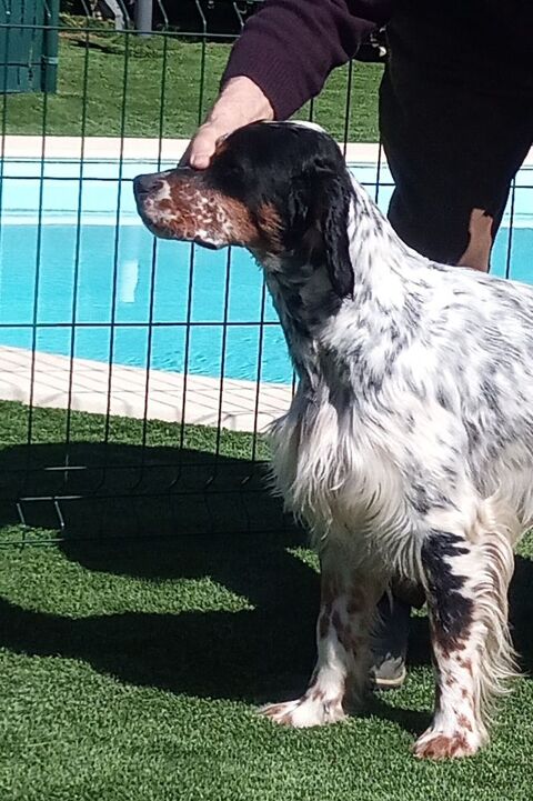 Setter anglais tricolore pour saillie  ( Gironde) 0 33350 Pujols