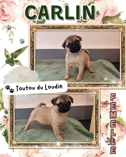Chiot carlin femelle 850 18140 Pr�cy