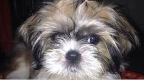  RECHERCHE CHIOT SHIH TZU 