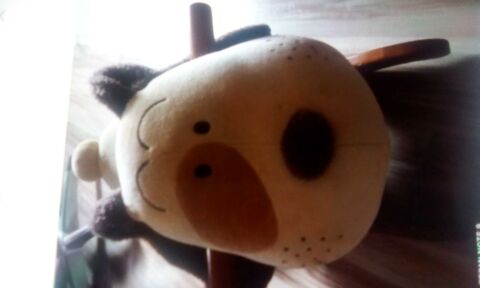 chien a bascule 10 Graulhet (81)