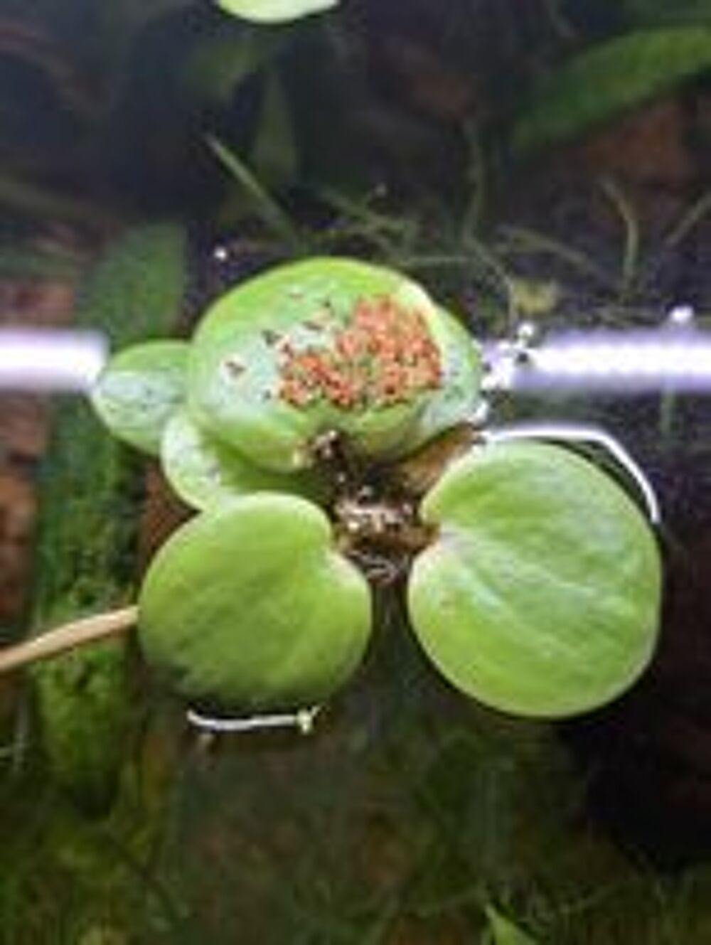 Grenouillette plante aquatique Jardin