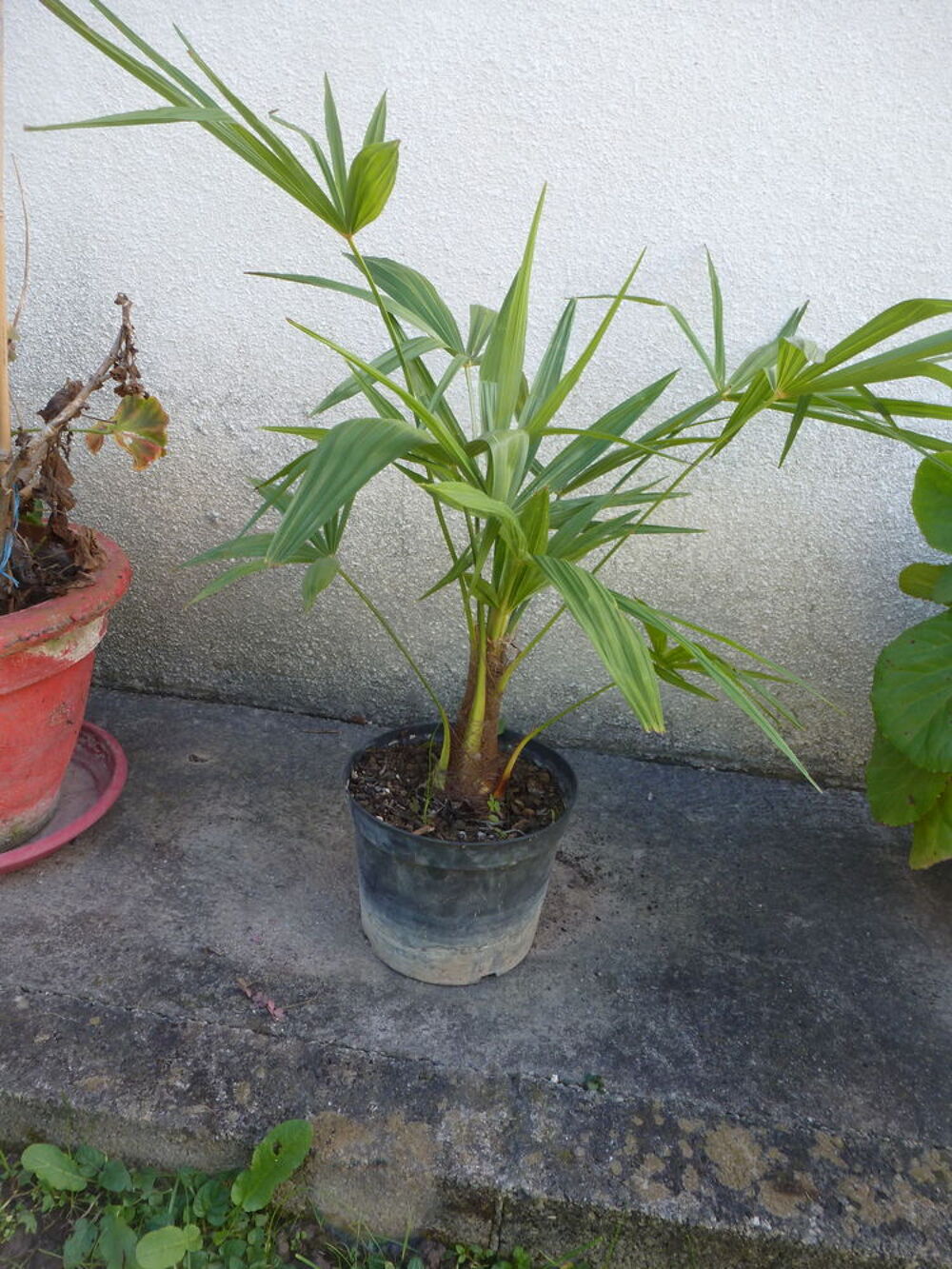  Palmiers chanvre Jardin
