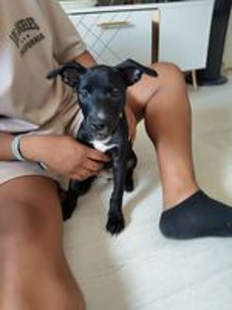   Stella, 2 mois, cherche un bon foyer  