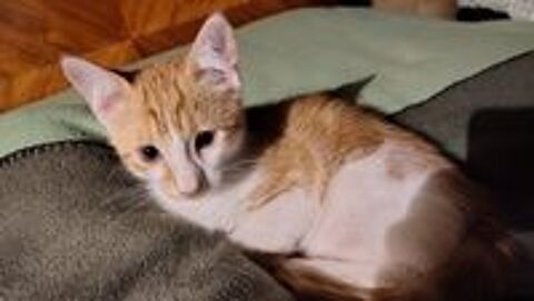   Chaton roux et blanc 