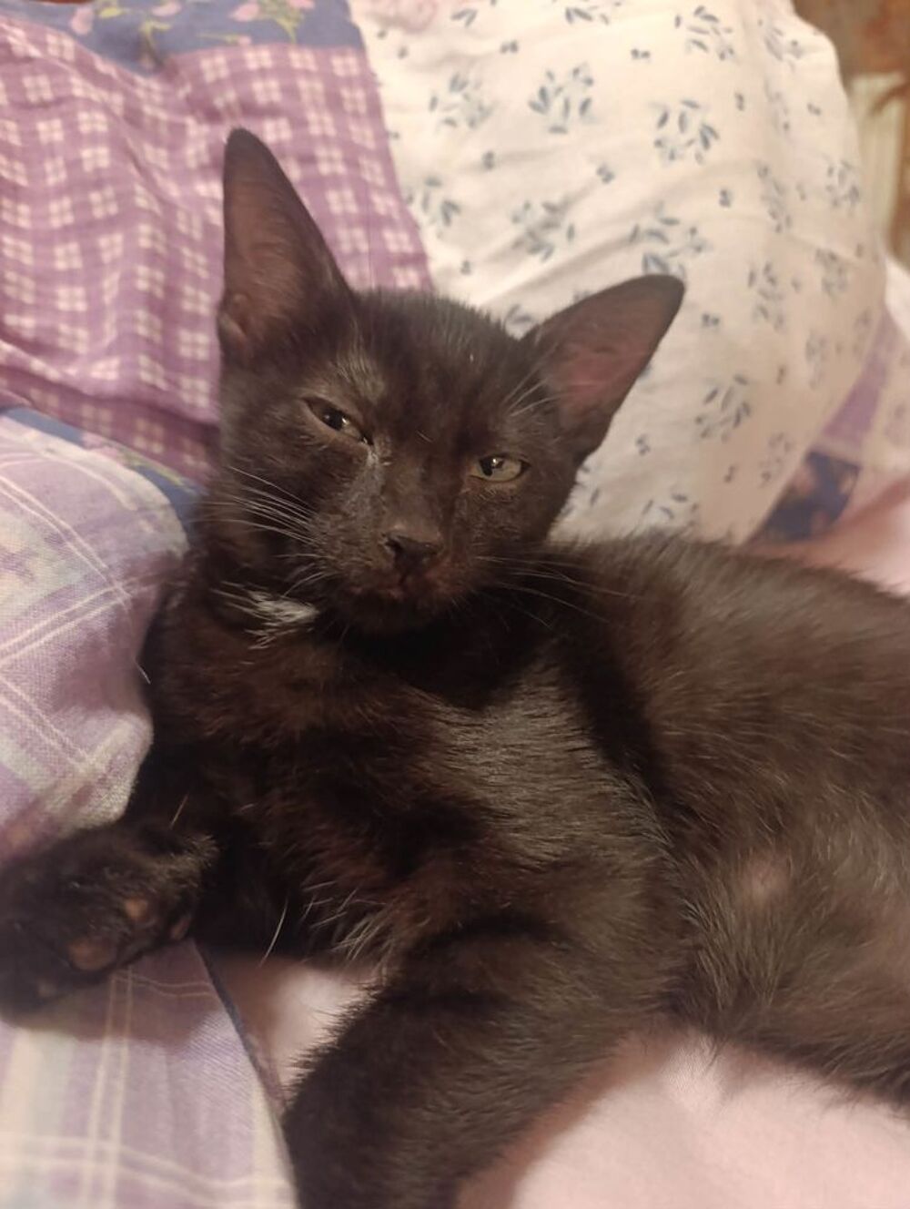   Romulus : un petit coeur noir à adopter  