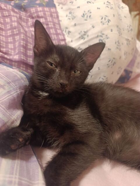 Romulus : un petit coeur noir &agrave; adopter 180 92310 Sèvres