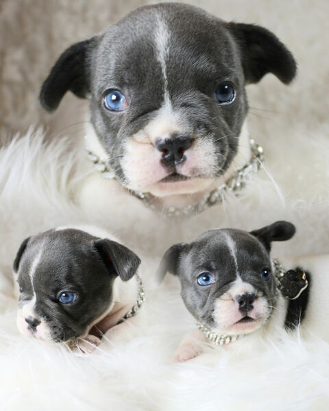 Bouledogue français bleu 1300 75001 Paris