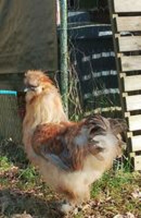   jeune coq 