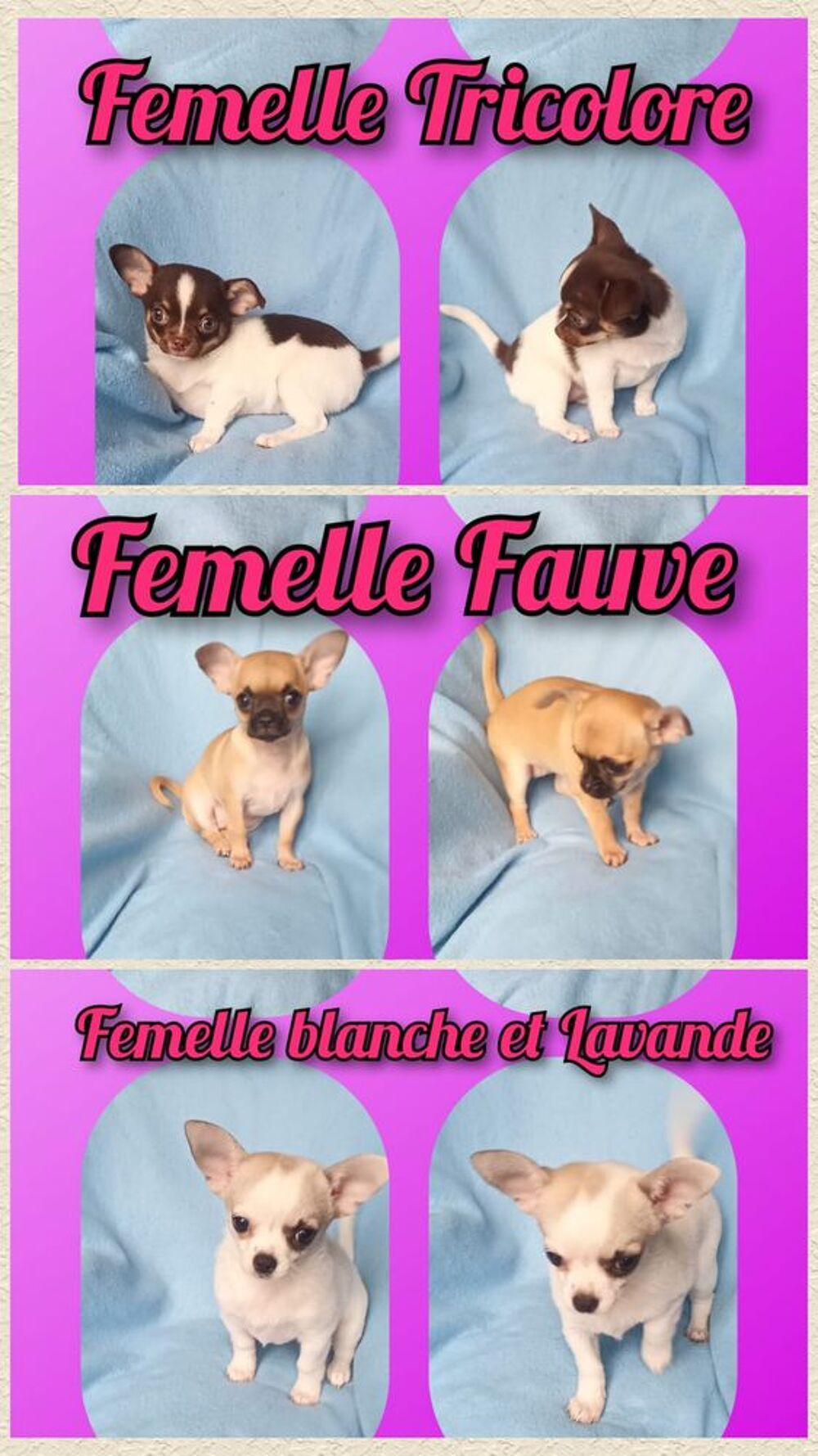   Chiot chihuahua femelle poil court  