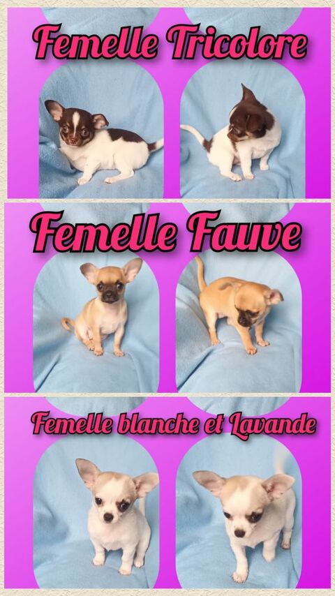 Chiot chihuahua femelle poil court 1150 27140 Gisors
