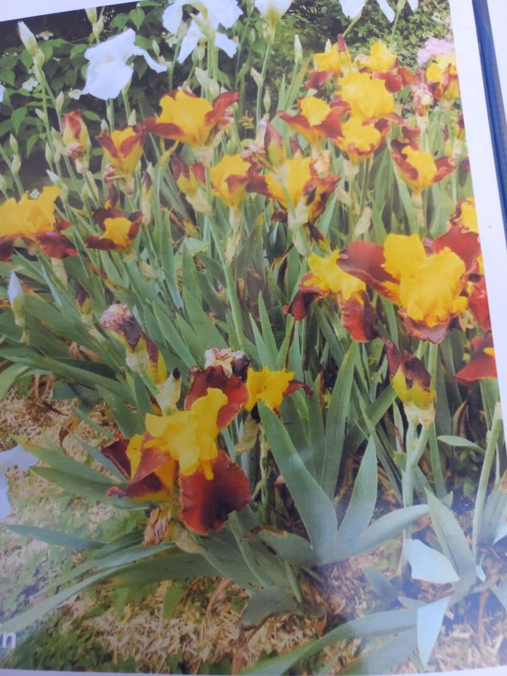 Plants d'iris de jardin de collection jaune cuivre Jardin