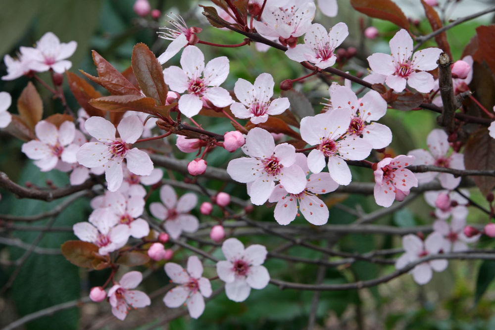 Cerisier &agrave; fleurs caduque 'Prunus Pissardii' aux fleurs rose Jardin