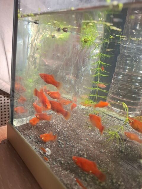 Platy rouge 3 83460 Les arcs