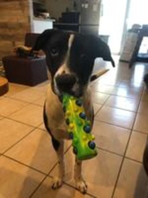   Chien LUNA  l adoption 