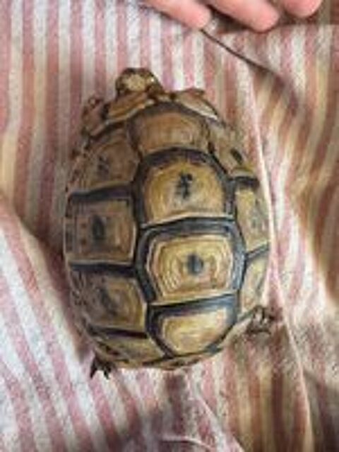   Tortue graeca de 4/5ans  