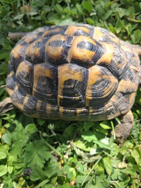 Tortues m&acirc;le 9 ans 130 42240 Unieux