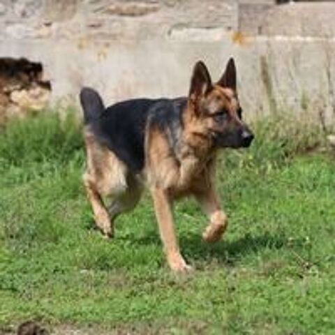   Magnifique Sancho 
