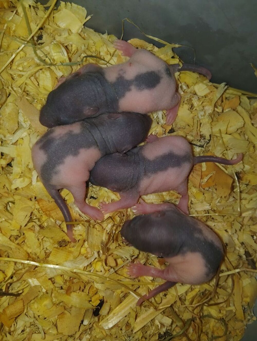   Raton nus et double rex  