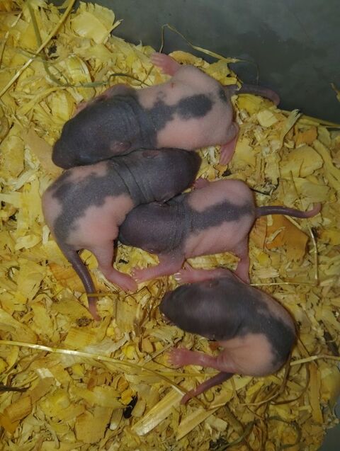 Raton nus et double rex 10 47270 Saint-maurin