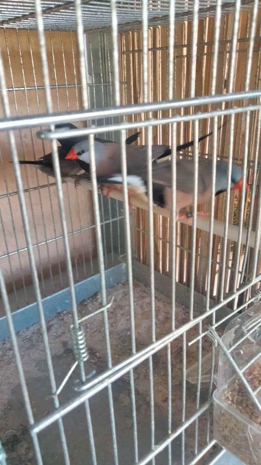 oiseau moineau du Japon, diamant longue queue Sports